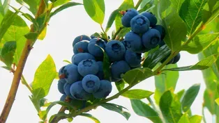 Blueberries