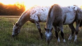 Video thumbnail: Northwest Profiles Appy-Palooza