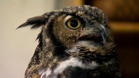 Video thumbnail: Northwest Profiles Wild Wisdom