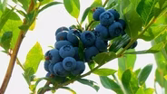 BLUEBERRIES Preview