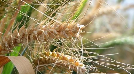 Video thumbnail: Washington Grown Heritage of Wheat