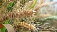 Heritage of Wheat