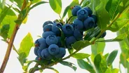 Blueberries
