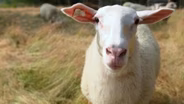 Sheep PREVIEW