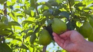 Pears