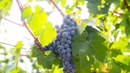 Wine PREVIEW