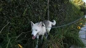 Video thumbnail: Immense Possibilities Caring for Friends of Other Species