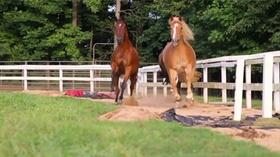 Video thumbnail: Immense Possibilities Horses That Heal