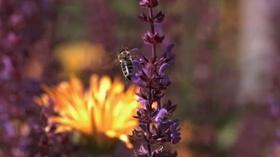 Video thumbnail: Immense Possibilities Bees for People, People for Bees