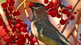 Video thumbnail: Immense Possibilities For the Birds