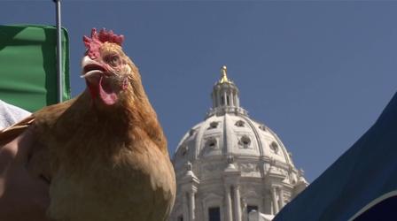 Video thumbnail: Almanac: At the Capitol Agriculture issues at the Capitol