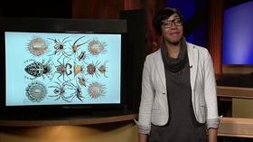 Video thumbnail: Almanac Adia Morris Is Not a Fan Of Spiders and Their Ilk