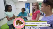 Encantadoras de Ranas - Investigaci—n