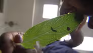 Diario de una Mariposa - Investigaci—n & Lluvia de Ideas