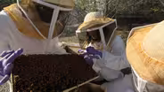 Bee Haven - Research