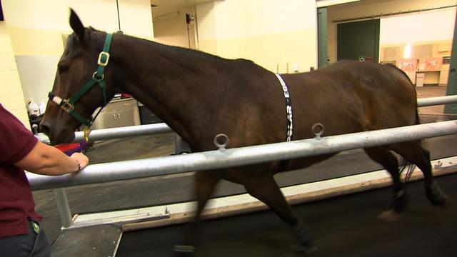 Horsing Around - Research