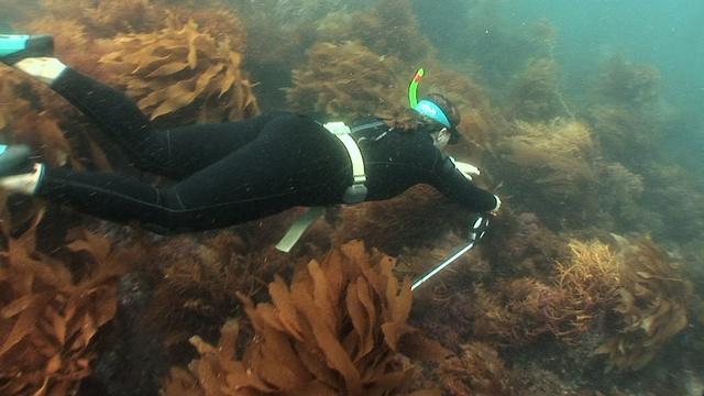 SciGirls | Underwater Eco-Adventure - Data Collection
