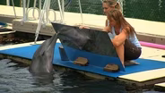 Nadando con Delfines - Observar