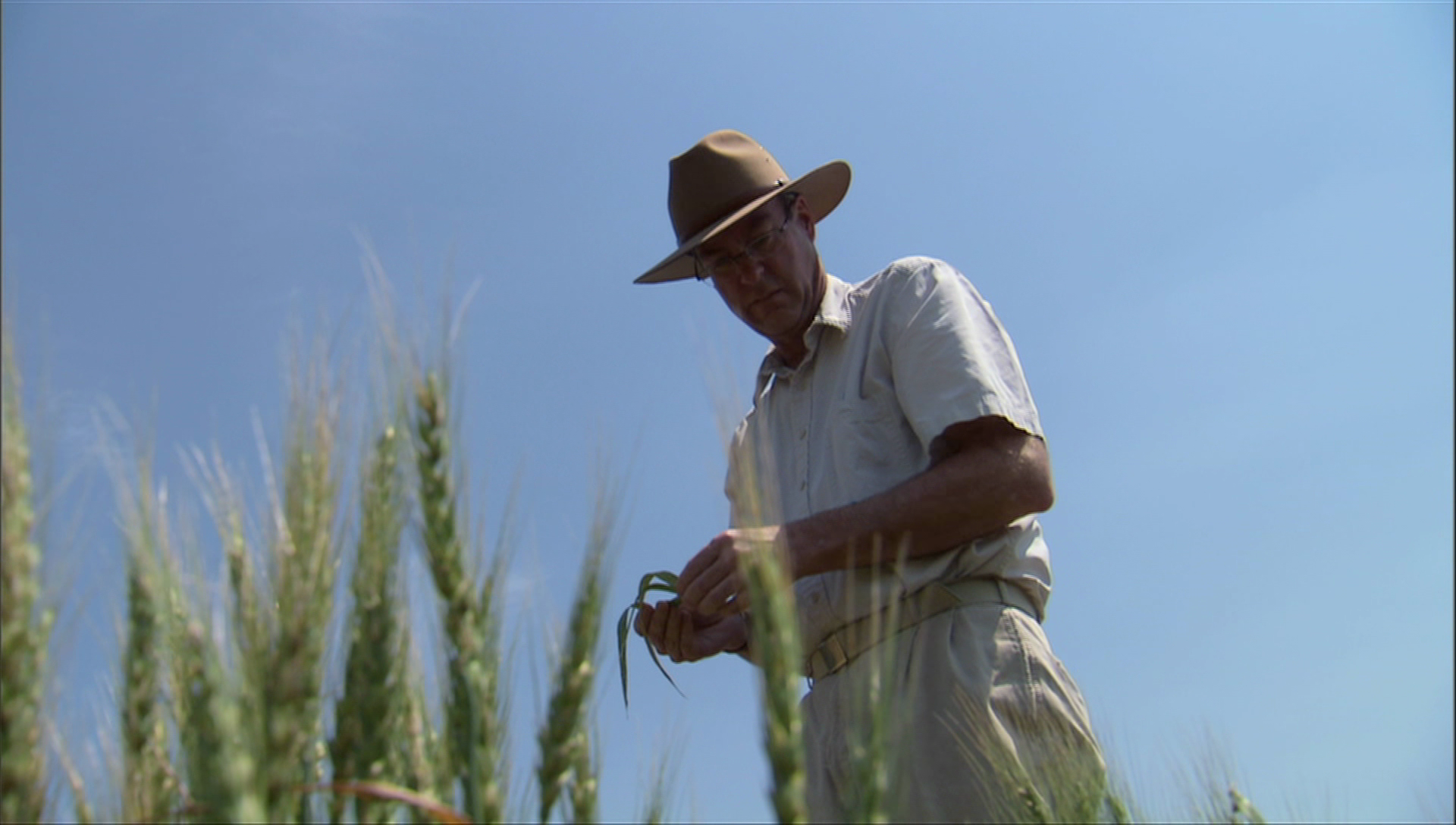 Saving Wheat: Rusts Never Sleep