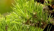 Lifestyle Gardening: Wildlife, Tomatoes, and Bonsai Care