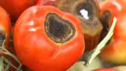 Blossom End Rot and Spruce Disease