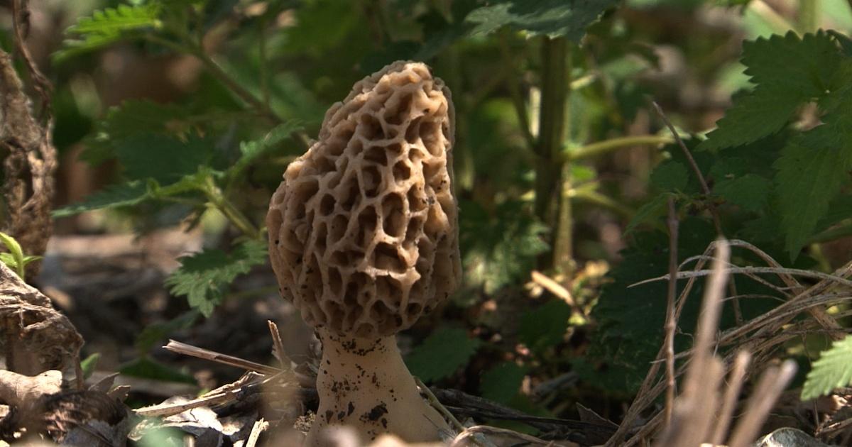 Backyard farmer | hunting for mushrooms, and fighting turf weeds