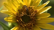 Solitary Bees, and Nebraska City Art