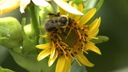 Bumblebees and Cicadas