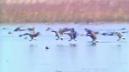 Video thumbnail: NET Nebraska Presents Last of the Rainwater Basins