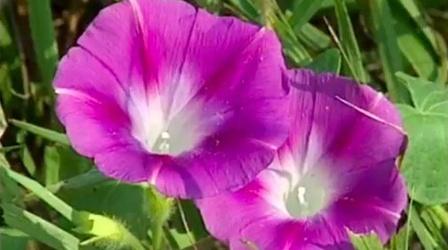 Video thumbnail: NET Nebraska Presents Blossoms on the Prairie