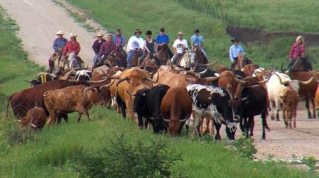 Video thumbnail: KTWU Sunflower Journeys "Nature of the Flint Hills" - 2606
