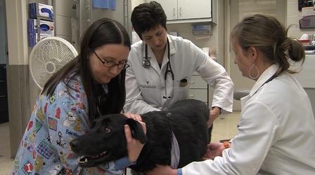 Video thumbnail: KTWU Sunflower Journeys "Animal Companions" - 2706
