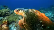Loggerhead Sea Turtle