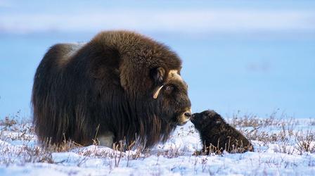 Video thumbnail: Nature Newborn Muskox's First Day