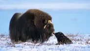 Newborn Muskox's First Day