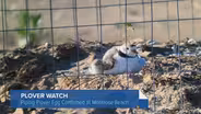 Chicago's Beloved Piping Plovers Are Officially Expecting