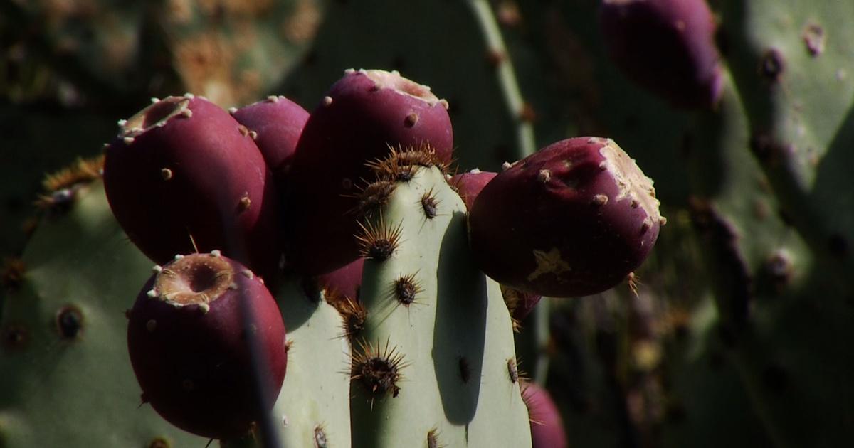 Arizona Illustrated | August 2, 2015 | PBS