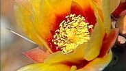 Season 2, Episode 6: Spring in the Sonoran Desert