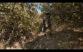 Search Dog Training: Human Remains