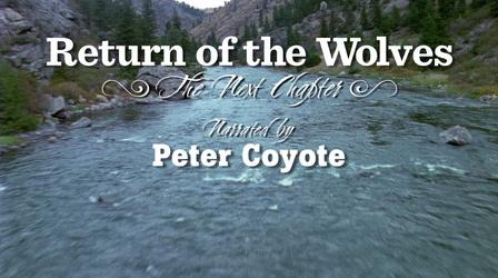 Video thumbnail: Utah Issues Return of the Wolves: The Next Chapter