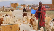 Spotlight: East African Goat Project