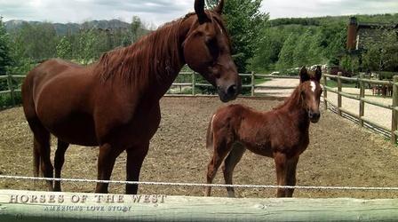 Video thumbnail: Utah Issues Horses of the West: America's Love Story Promo