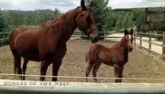 Horses of the West: America's Love Story Promo