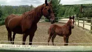 Horses of the West: America's Love Story Promo