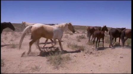 Video thumbnail: Utah Issues Wild Horses of the West Preview