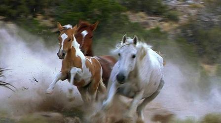 Video thumbnail: Utah Issues Wild Horses of the West Promo