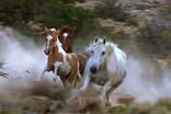 Wild Horses of the West Promo