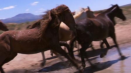 Video thumbnail: Utah Issues Wild Horses of the West