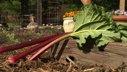 Sowing Buffalo Grass, and Growing Rhubarb