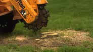 Grinding Stumps, Trimming Trees for Structure